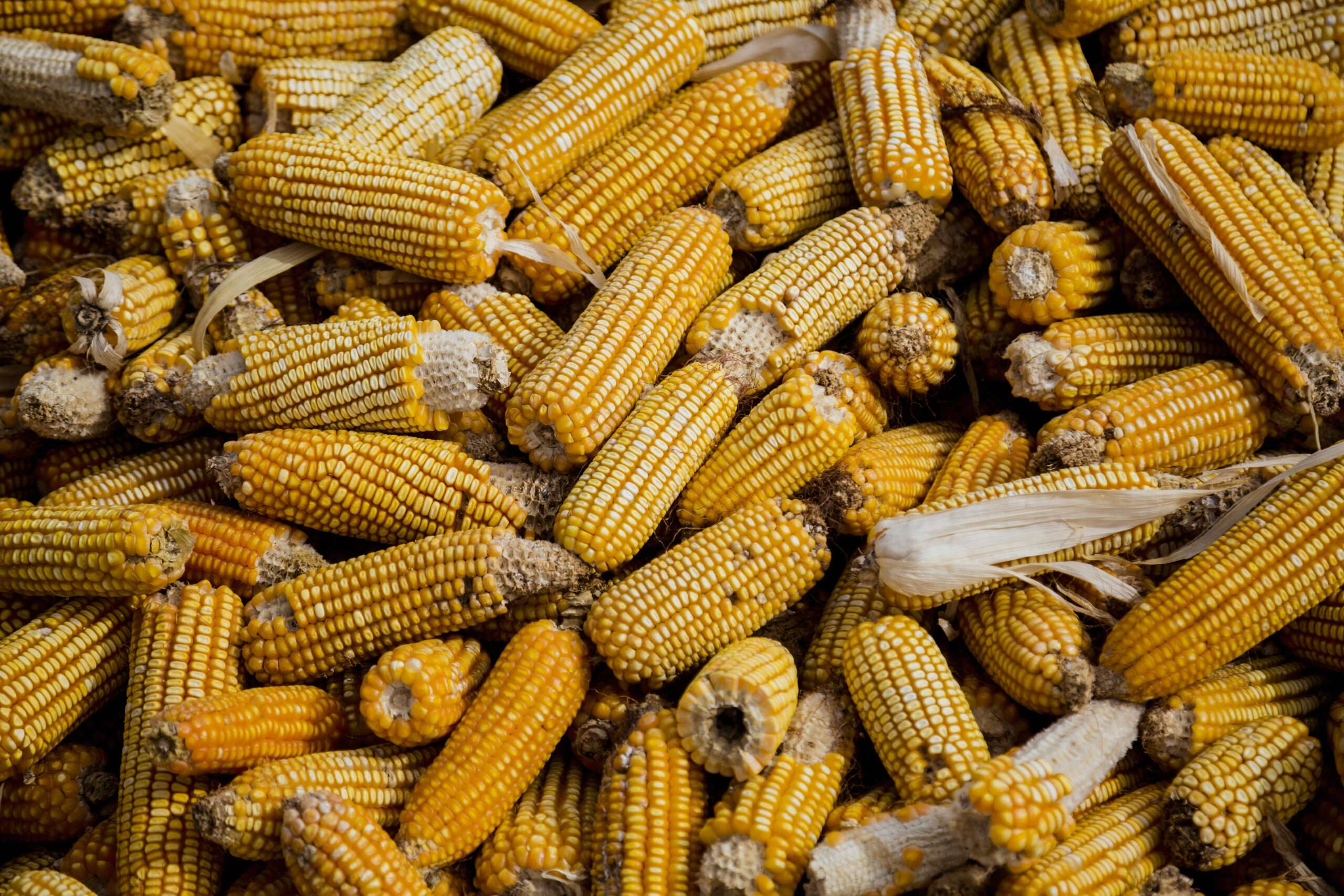 Bunch of corn cob