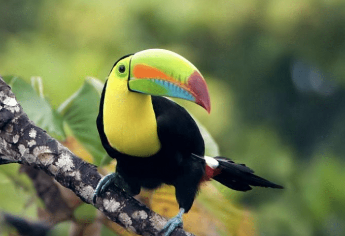 Keel-billed toucan, Panama