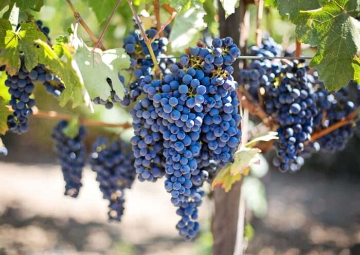 Grapes vineyard vine purple grapes
