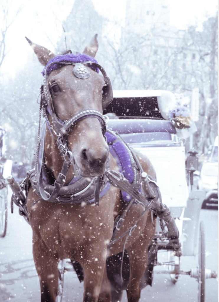 A snowy carriage ride in Central Park 